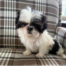 Minnie - Black and white female Shih Tzu puppy in Connersville, Indiana from Sugar and Spice Shihtzus