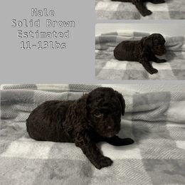 Poodle Puppies from Poodle Paradise