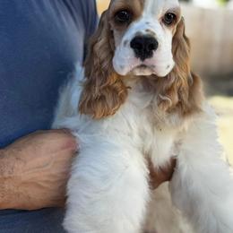Cocker Spaniel Puppies from Arquivolta Kennel