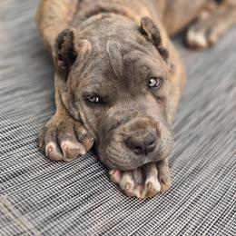 Cane Corso Puppies from Willow Creek Cane Corsos