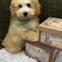 Poodle Puppies from Puppies-4U