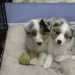 Australian Shepherd Puppies from Prestige Australian Shepherds