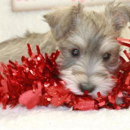 Miniature Schnauzer Puppies from Schnauzers on Robinson Lane