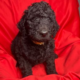Orange - Goldendoodle puppy from Mount Doodles