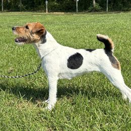 Tinker - Jack Russell Terrier
