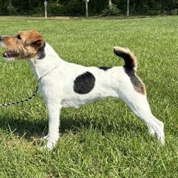 Tinker - Jack Russell Terrier
