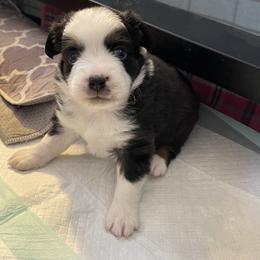 Boy 2 - Toy Australian Shepherd puppy in Clarendon, Texas from Seminole Ranches - Toy/Mini Aussies