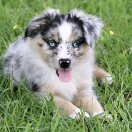 Girl 6 - Miniature Australian Shepherd puppy in Florida from J7 Miniature Australian Shepherds
