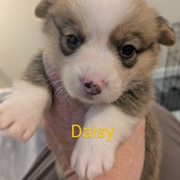 Daisy - Red female Pembroke Welsh Corgi puppy in Berkeley Springs, West Virginia from Hummingbird Farm