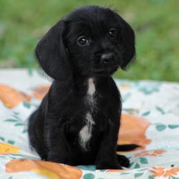 Dachshund Puppies from Tygart Creek Dachshunds