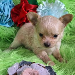 AKC Dante - Fawn male Chihuahua puppy in Emory, Texas from Mel's Wags & Kisses