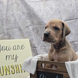 Igor - Blue male Great Dane puppy in Caldwell, Idaho from Miner's Dynamic Danes