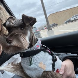 Abby - Miniature Schnauzer