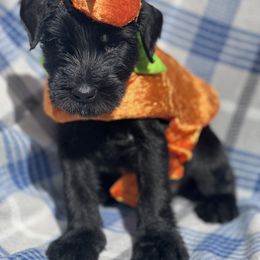 Giant Schnauzer, Golden Retriever, and Miniature American Shepherd Puppies from Elegy Kennels