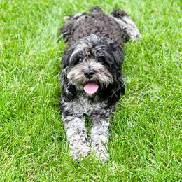 Bernedoodle, Cockapoo, and Goldendoodle Puppies from Danie’s Darling Doodles LLC