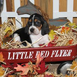 Ryley - Black white and brown female Basset Hound puppy in Dover, Arkansas from S&S American Bassets