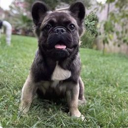 Belle - French Bulldog