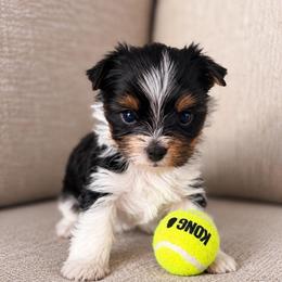 Wednesday - Parti female Yorkshire Terrier puppy in Jacksonville, Florida from Yorktown Yorkies