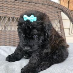 AKC Ari - Black female Bouvier des Flandres puppy in Marionville, Missouri from Sandbox Puppies
