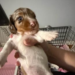 Akc Meeko - Dapple female Dachshund puppy in Erie, Michigan from Champagne’s Grinch Toe’d Dachshunds