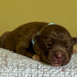 Wonka - Red and white male Siberian Husky puppy in Tulsa, Oklahoma from EvergreenEliteKennel