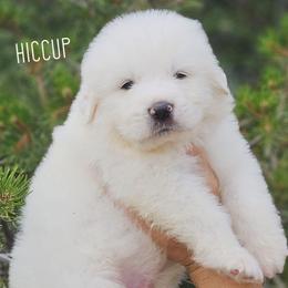 HICCUP - White male Great Pyrenees puppy in Trinidad, Colorado from Prospect Pyrenees
