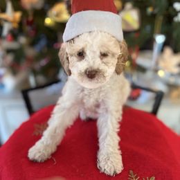 Lassen - Gold male Labradoodle puppy in Somerset, California from Annie’s Animals