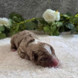KitKat - Red merle female Australian Shepherd puppy in Summerville, South Carolina from Flowertown Aussies
