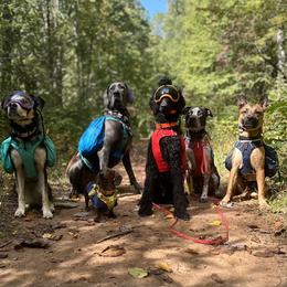 Dachshund Puppies from Army of Dachshunds