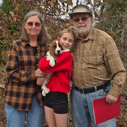 Jane (Pink) - Mahogany and white female Basset Hound puppy in Lebanon, Ohio from Lady Mae Bassets