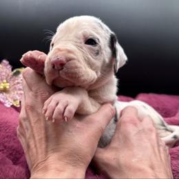 Girl 1 - Harlequin female Great Dane puppy in Cadillac, Michigan from Garrow Danes House of Blues