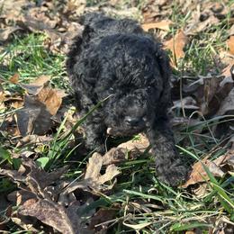 Jack - Silver male Poodle puppy in Cabool, Missouri from Rafter B Farms