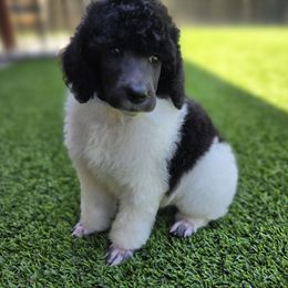 Jar Jar - Parti male Poodle puppy in Patterson, California from Paterson Poodles
