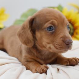 Beau AKC - Dapple male Dachshund puppy in Coweta, Oklahoma from Sunnyside Dachshunds
