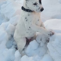 Australian Cattle Dog All Grown Up from Woodin Farms