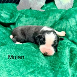 Mulan - Black tri-color female Australian Shepherd puppy in Vernal, Utah from Dancing M Kennels