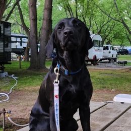Mae - Labrador Retriever