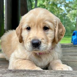 Victoria - Golden female Golden Retriever puppy in Doniphan, Missouri from Stockford’s Golden Retrievers