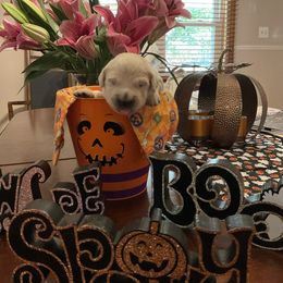 Golden Retriever Puppies from Tupelo Honey Farm's Golden Retrievers