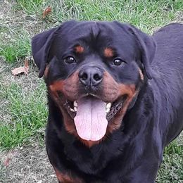 Mc Laren - Rottweiler