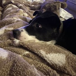 RIP - Border Collie