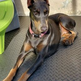 Doberman Pinschers from Mischief Maker Dobermans