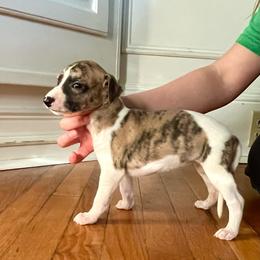 Tanya - Red brindle female Whippet puppy in Clinton, Tennessee from Ivanhoe Borzoi