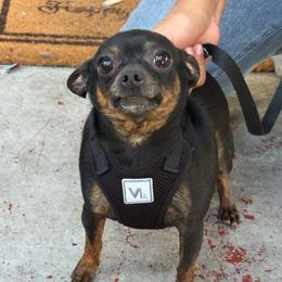 Brownie - Chihuahua