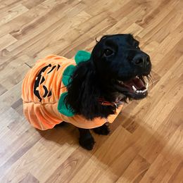 Maggie-May - Black and white female English Cocker Spaniel puppy in Hurtsboro, Alabama from PARK’s Family Farm