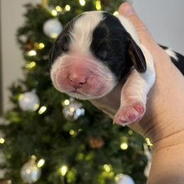 Boy3 - Black white and tan male English Springer Spaniel puppy in Wilmer, Alabama from Southbend Springers