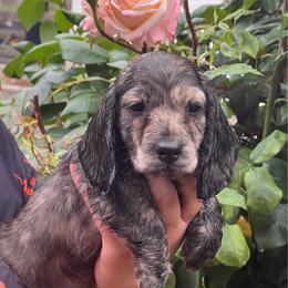 Mark - Brindle male Dachshund puppy in Oregon from SoCo Dachshunds