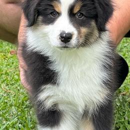 Tahm Kench - Black tri-color male Australian Shepherd puppy in Jacksonville, Florida from Solace Australian Shepherds