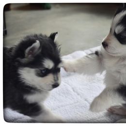 Pomsky Puppies from Foxfire Arctic Spitz