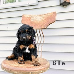 Billy - Tri-color female Bernedoodle puppy in Spring Valley, Wisconsin from Filipiak Breeders